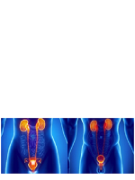 Système urinaire et génital